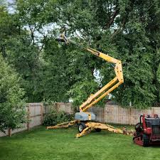 Leaf Removal