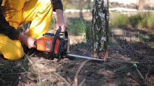 Best Tree and Shrub Care  in Connelly Springs, NC