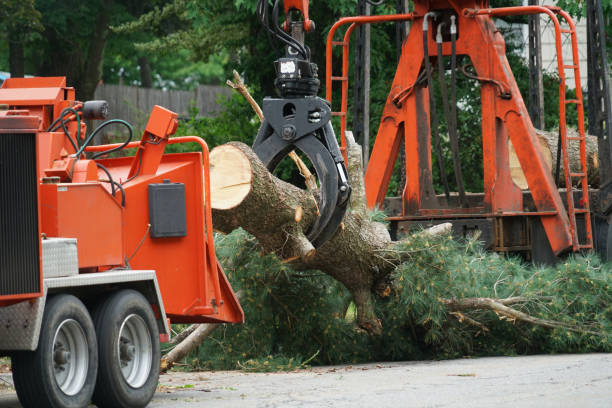 Best Tree Health Inspection  in Connelly Springs, NC