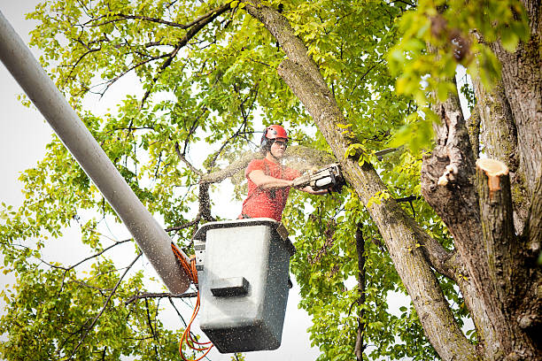 Best Utility Line Clearance  in Connelly Springs, NC